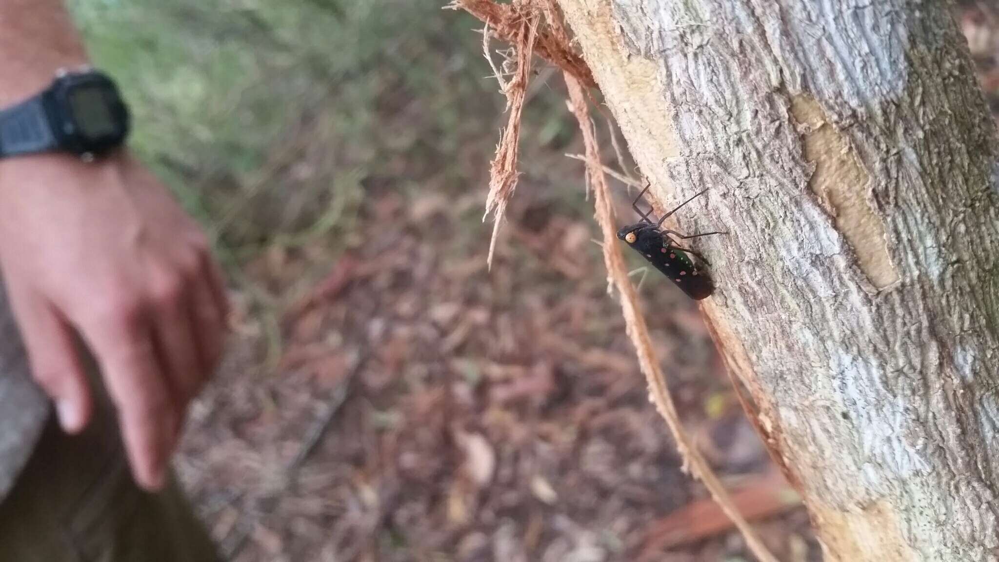 Imagem de Desudaba maculata Distant 1892