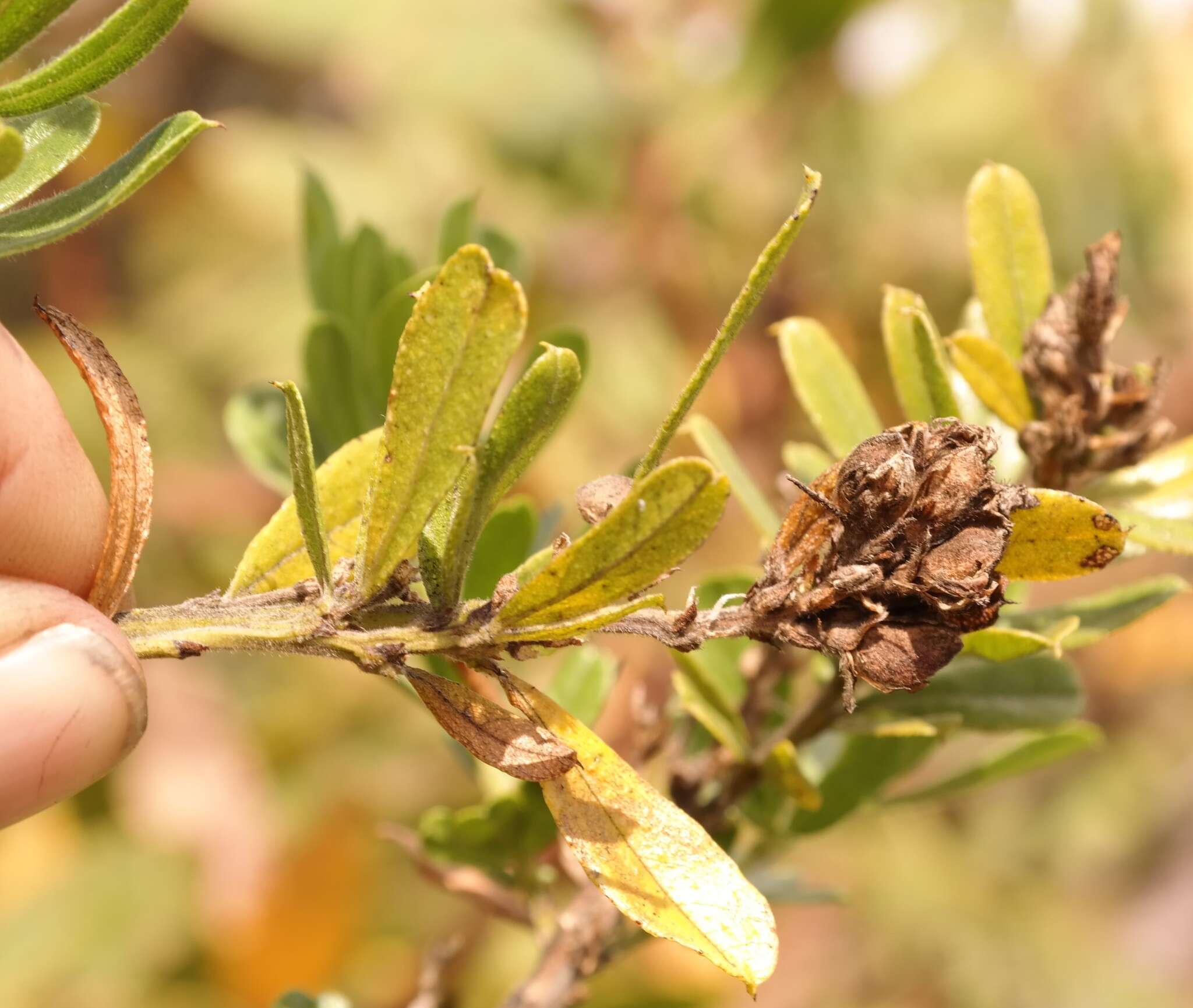 Image de Otholobium foliosum (Oliv.) C. H. Stirt.