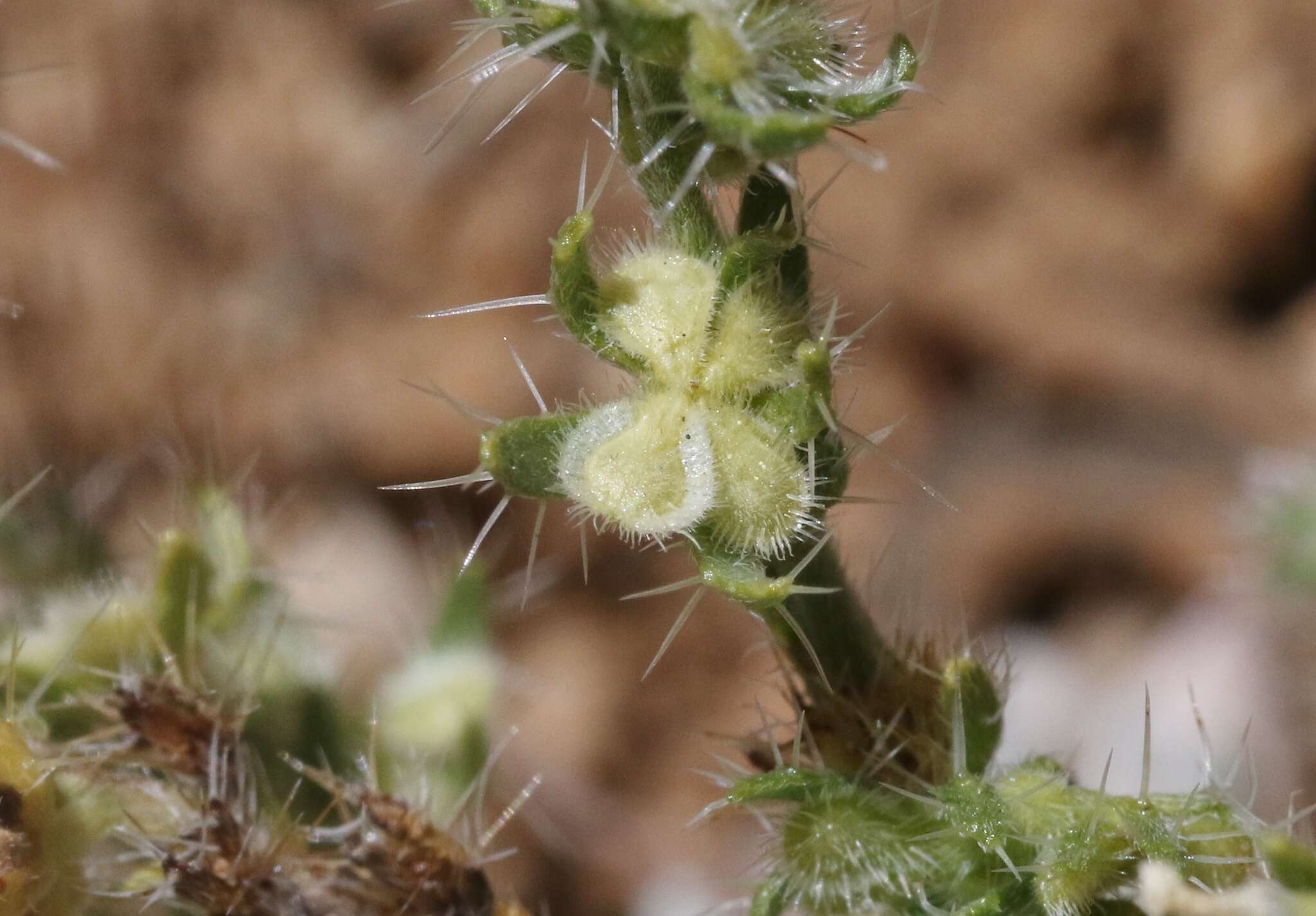 Image of moth combseed