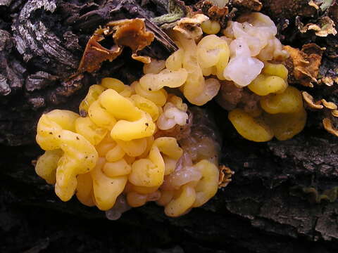 Image of Tremella aurantia Schwein. 1822