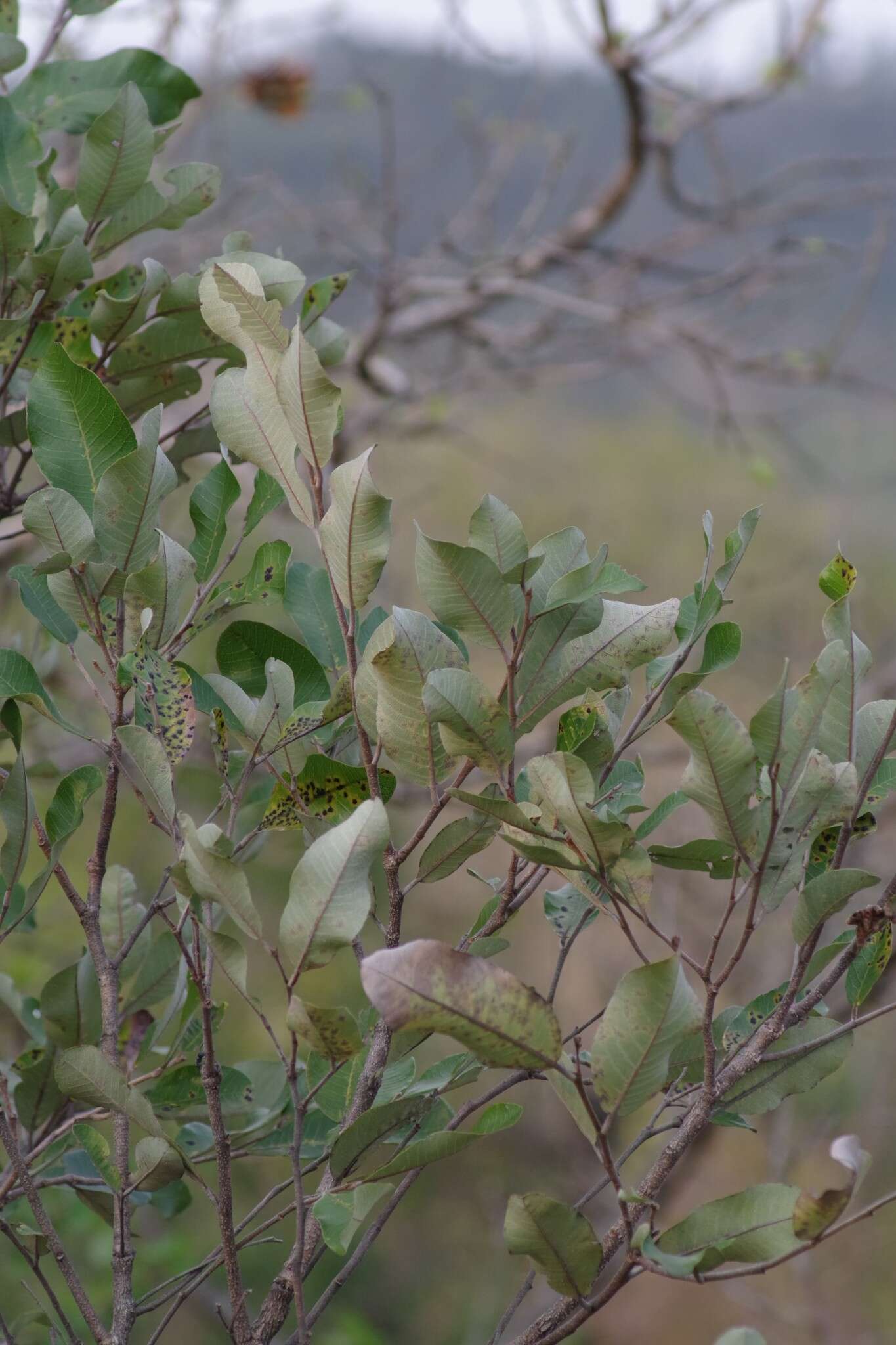 Image of Parinari curatellifolia Planch. ex Benth.