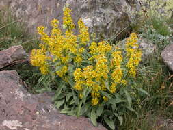 Imagem de Solidago virgaurea subsp. caucasica (Kem.-Nath.) Greuter