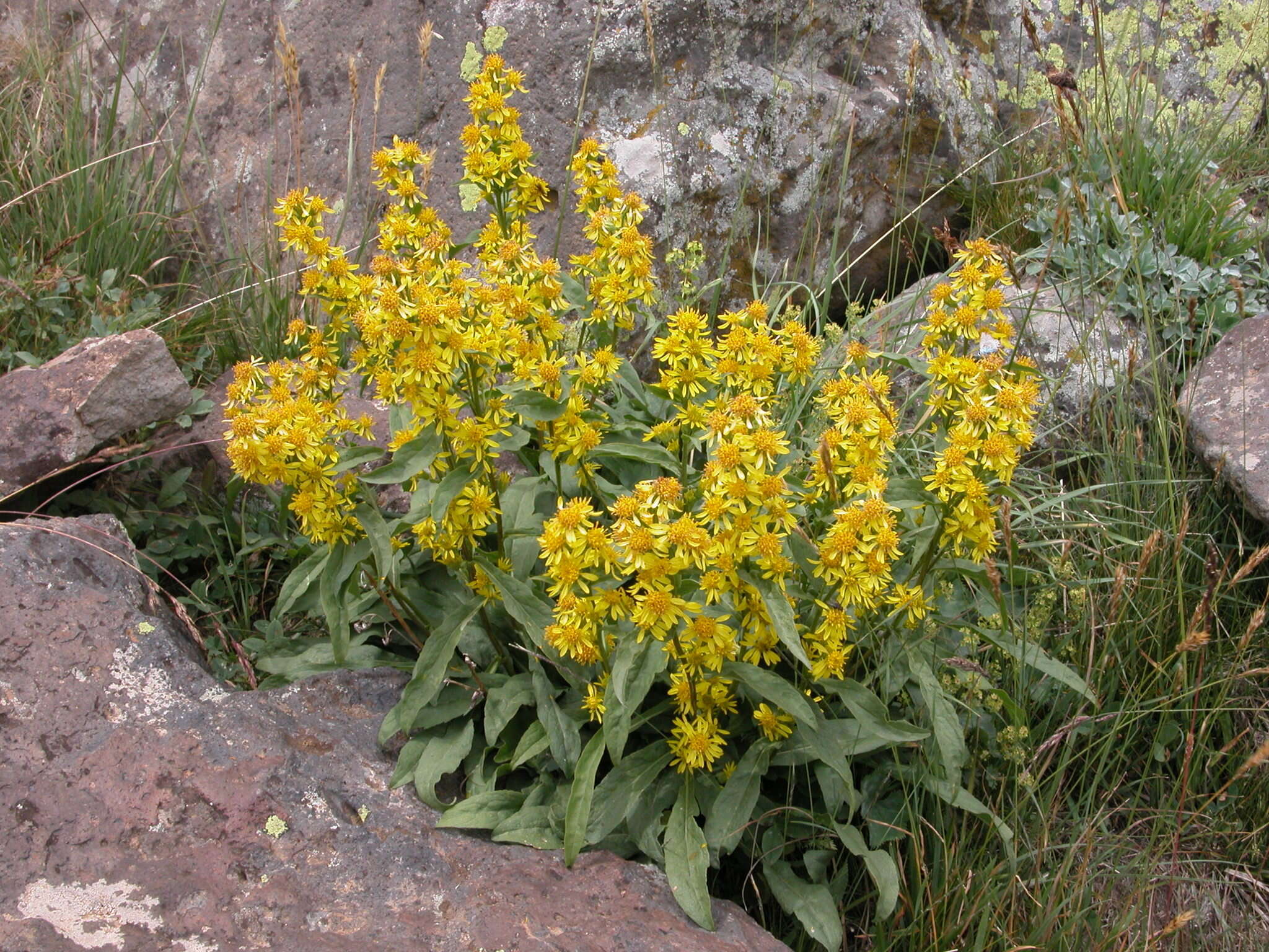 Imagem de Solidago virgaurea subsp. caucasica (Kem.-Nath.) Greuter