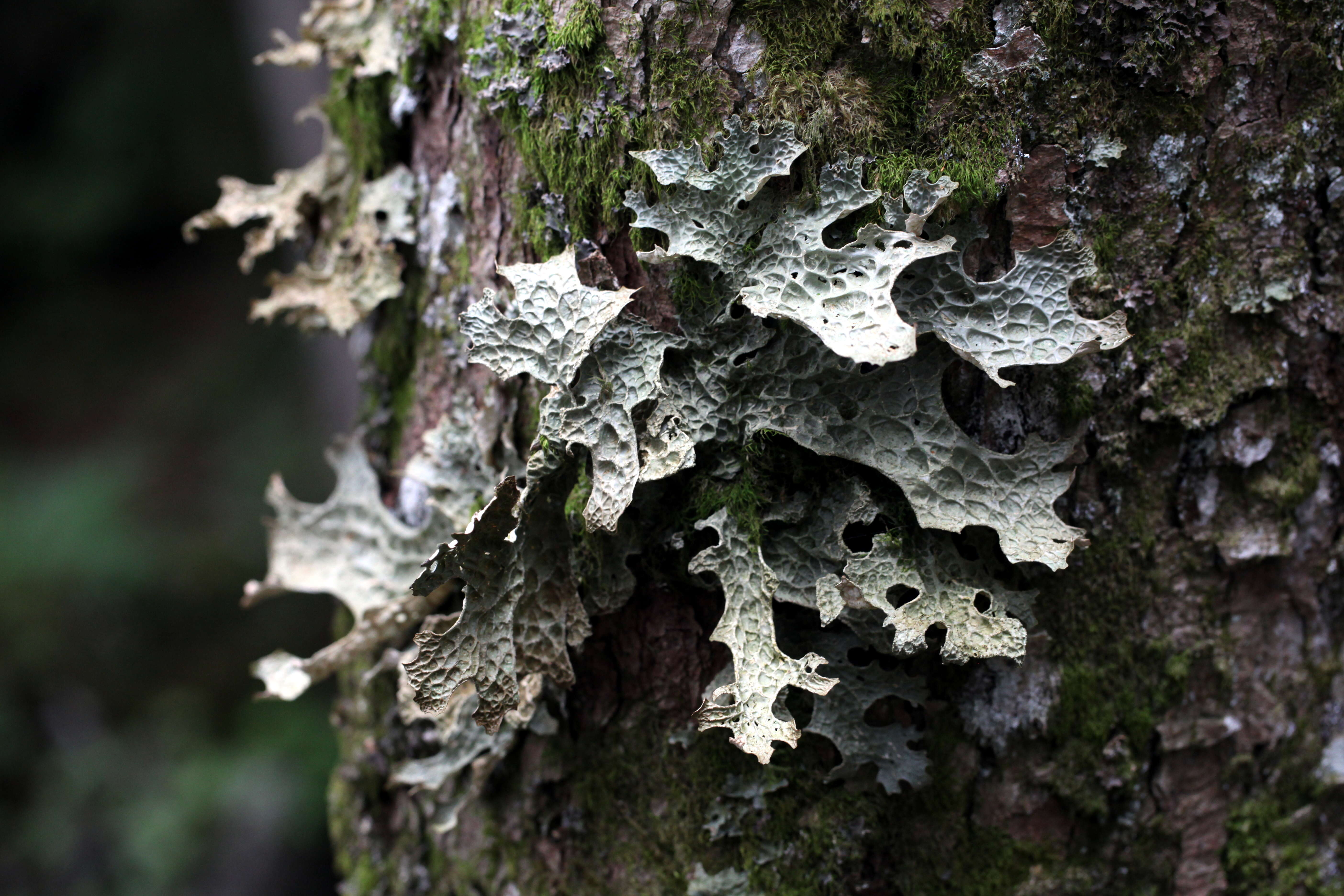 Image of Lungwort