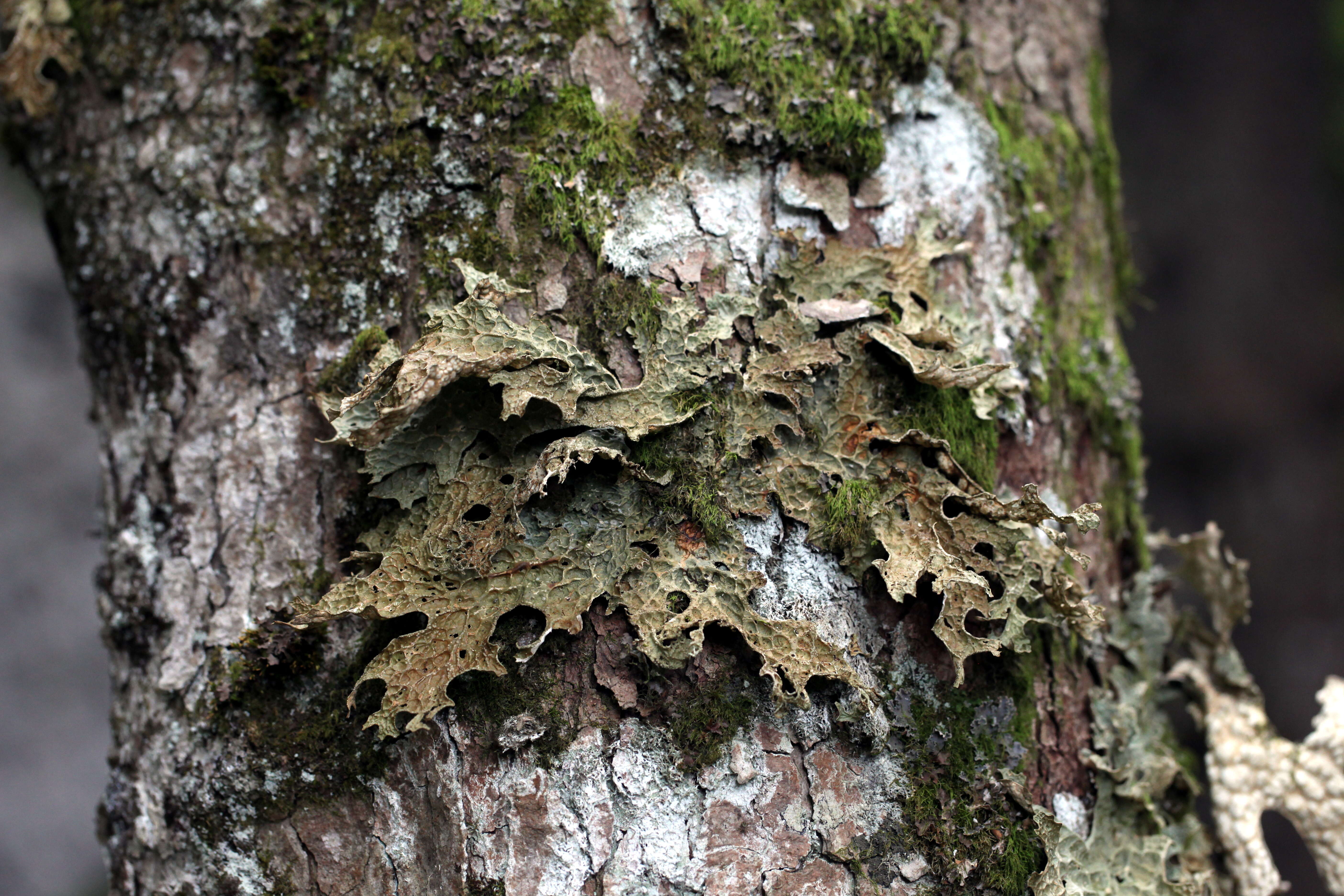 Image of Lungwort