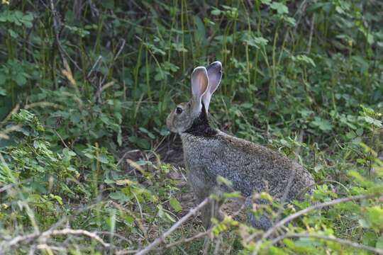 Imagem de Lepus nigricollis F. Cuvier 1823