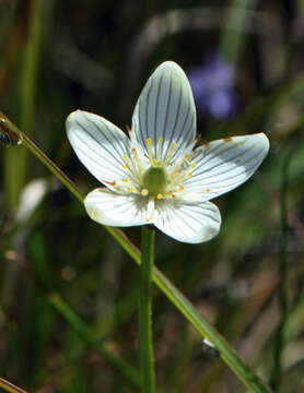 Image of fen grass of Parnassus