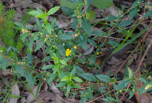 Image of Hibbertia serrata Hotchk.