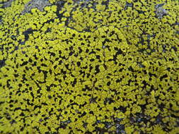 Image of Yellow map lichen;   World map lichen