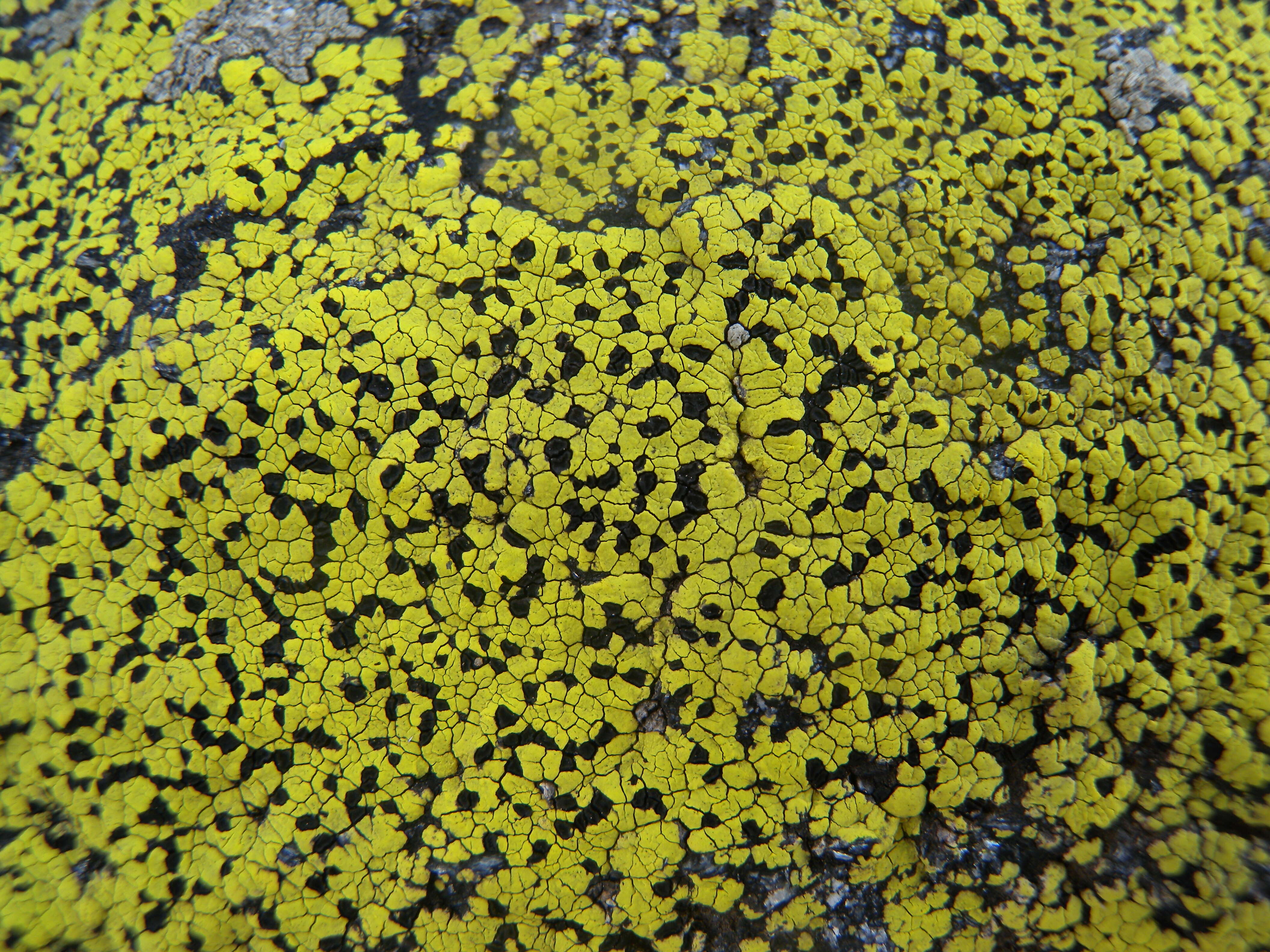 Image of Yellow map lichen;   World map lichen