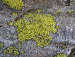 Image of Yellow map lichen;   World map lichen