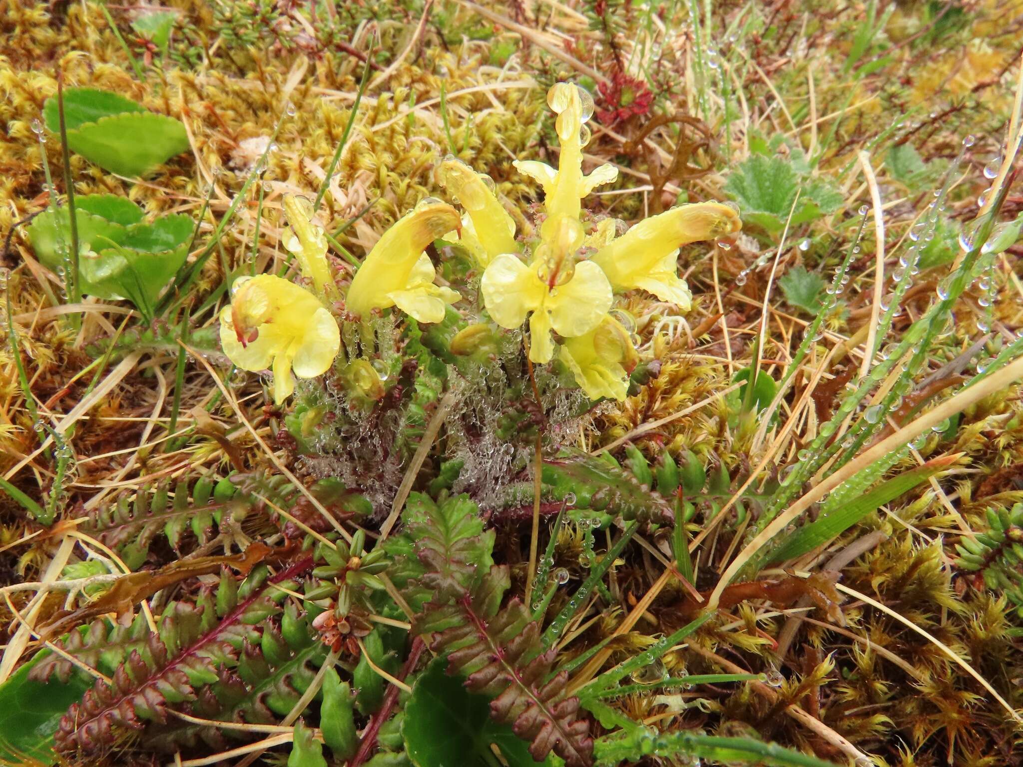 Image of Oeder's lousewort