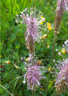 Image of Hoary Plantain