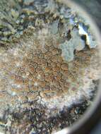 Imagem de Lecanora chlarotera Nyl.