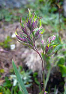 Image of alpine bluegrass