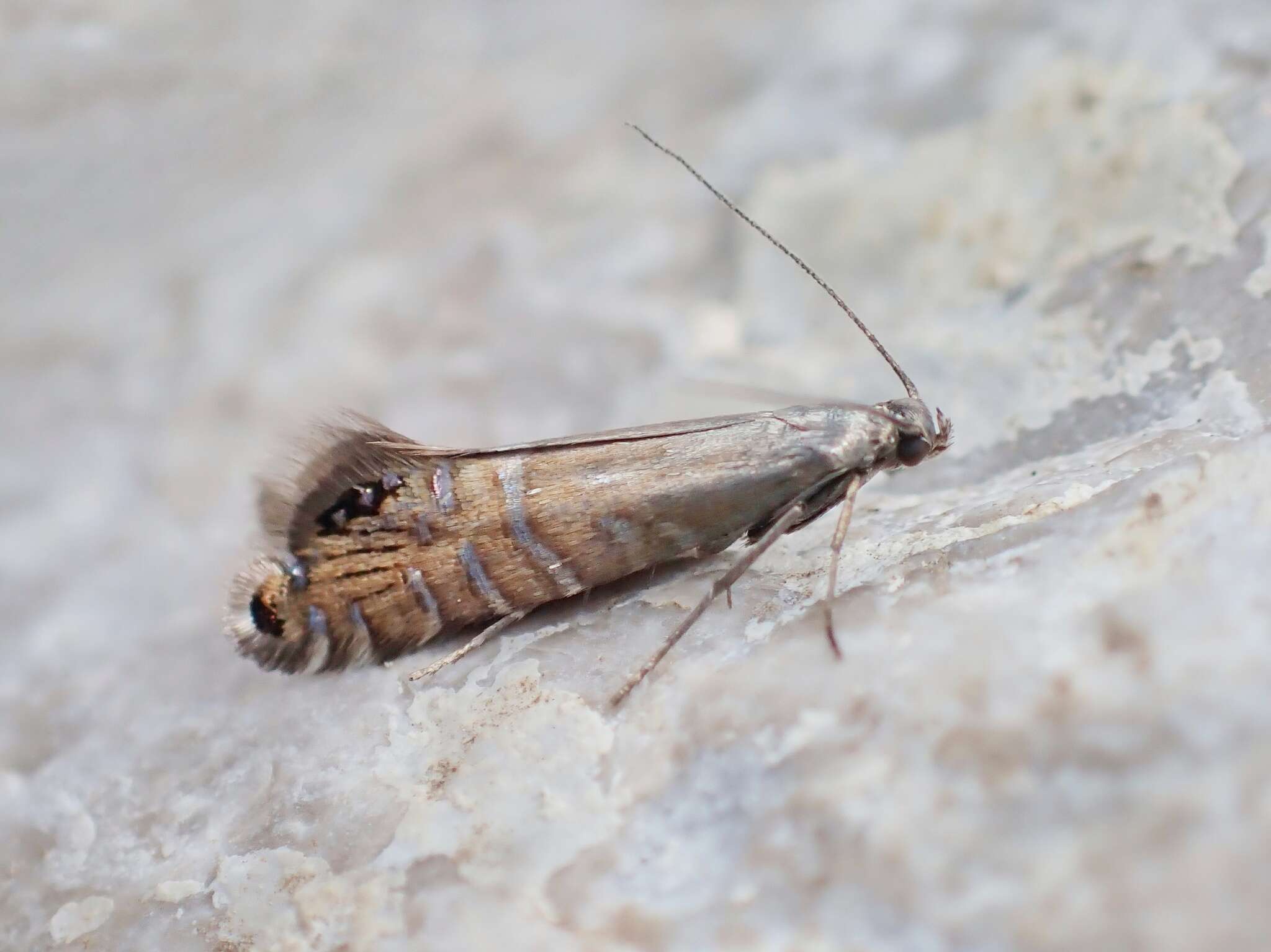 Слика од Glyphipterix thrasonella Scopoli 1763