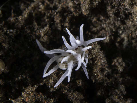 Image of Okenia brunneomaculata Gosliner 2004