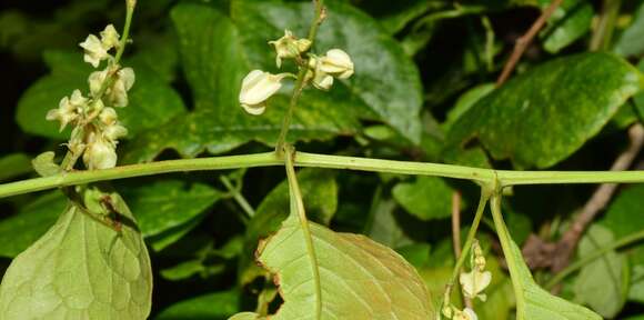 Antigonon flavescens S. Wats. resmi