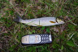 Image of Brown Trout