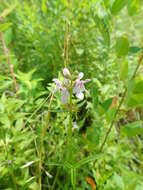 Plancia ëd Stachys hyssopifolia Michx.