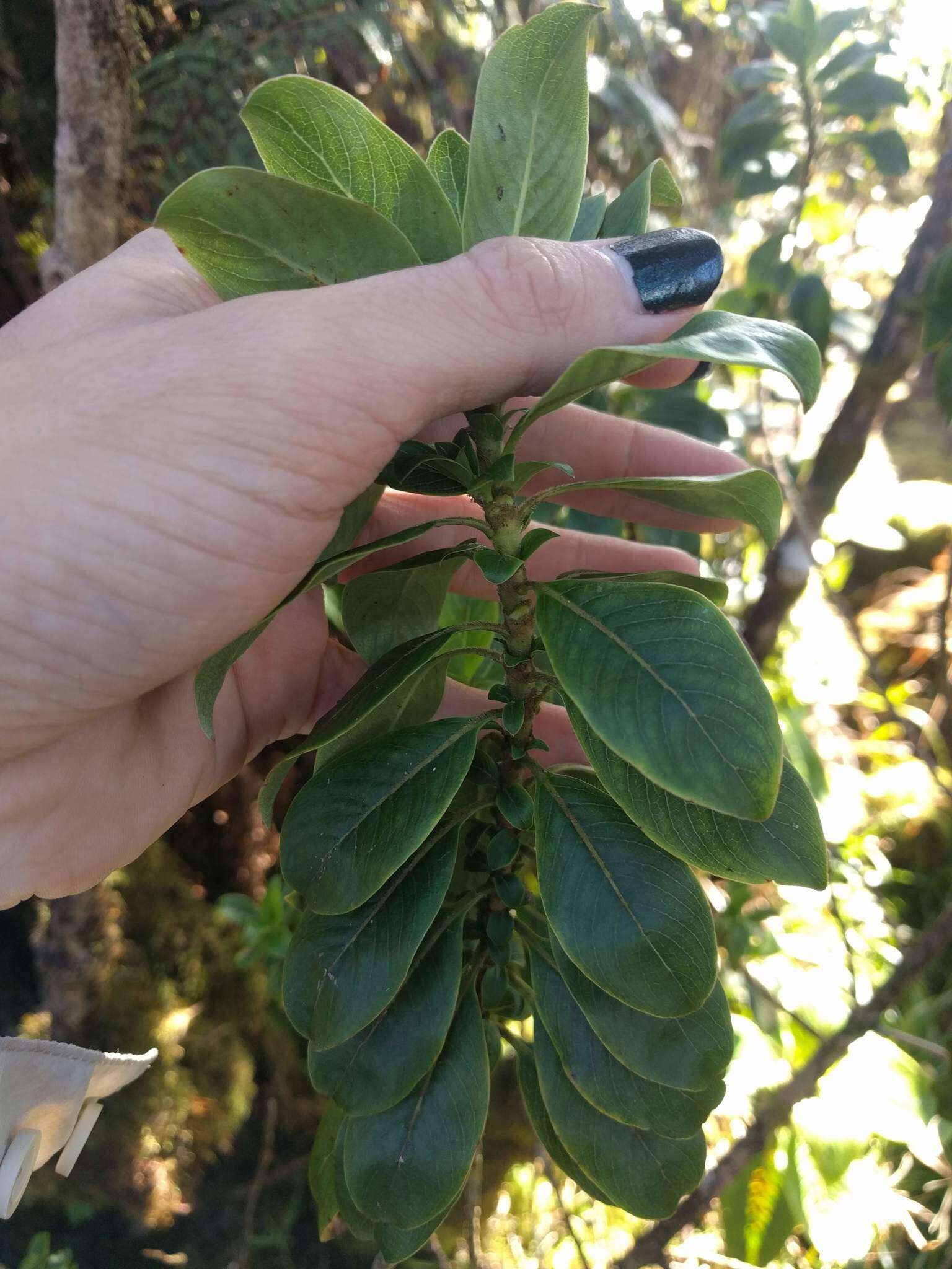 Image of Maui mirrorplant