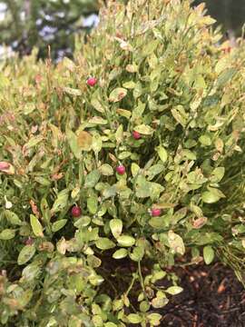 صورة Vaccinium scoparium Leiberg