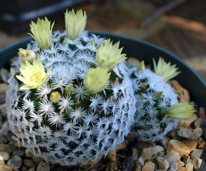 Image of Mammillaria duwei Rogoz. & P. J. Braun