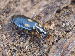 Слика од Dromius (Dromius) fenestratus (Fabricius 1794)