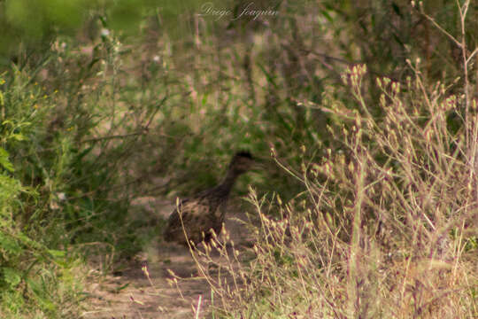 Image of Brushland Tinamou