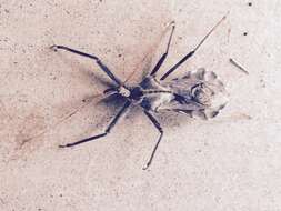 Image of Wheel Bug