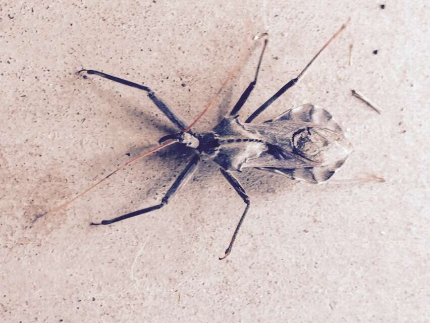 Image of Wheel Bug