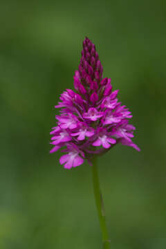 صورة Anacamptis pyramidalis (L.) Rich.