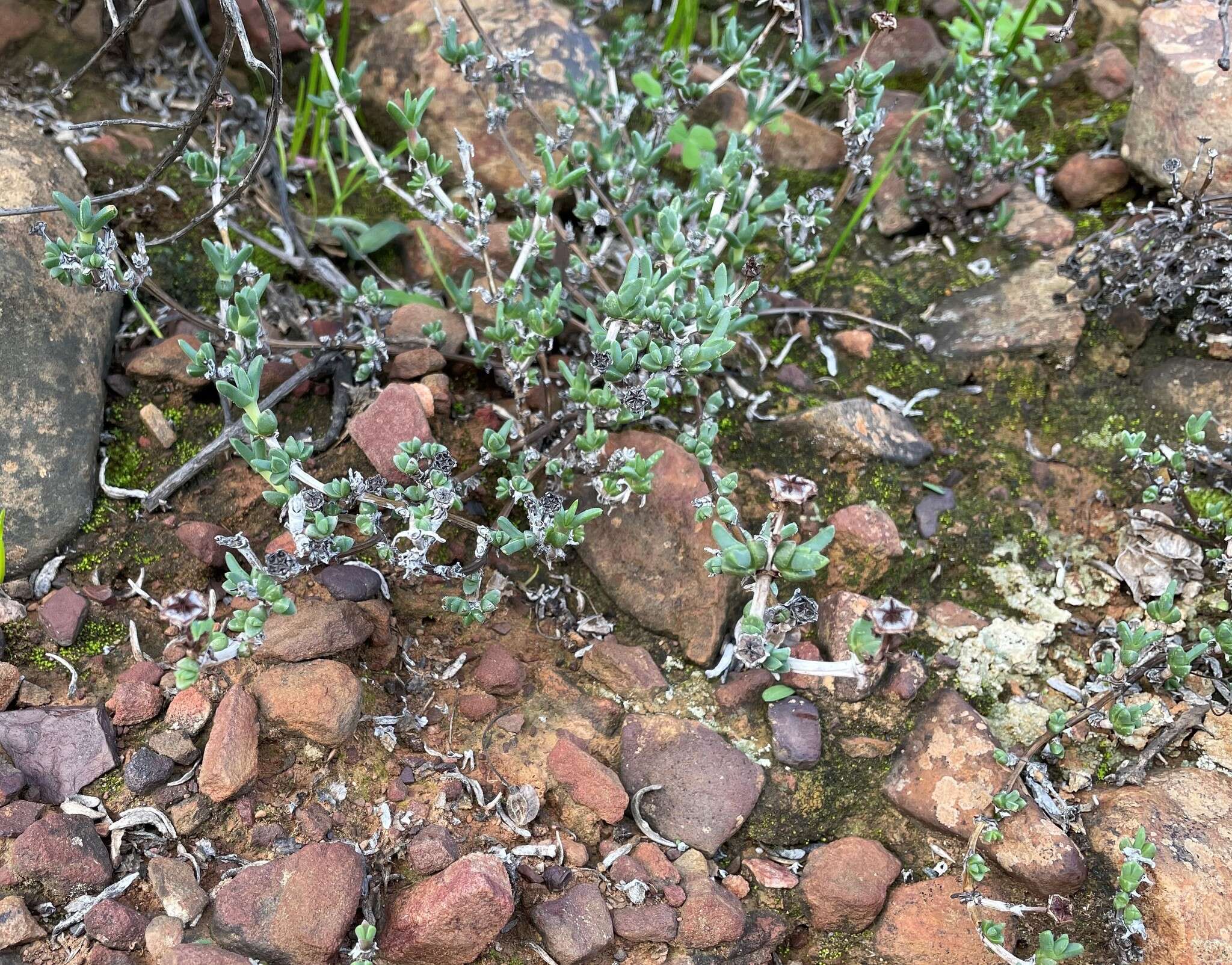 Image of Antimima dasyphylla (Schltr.) H. E. K. Hartmann