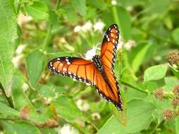 Sivun Danaus (Anosia) eresimus subsp. montezuma Talbot 1943 kuva