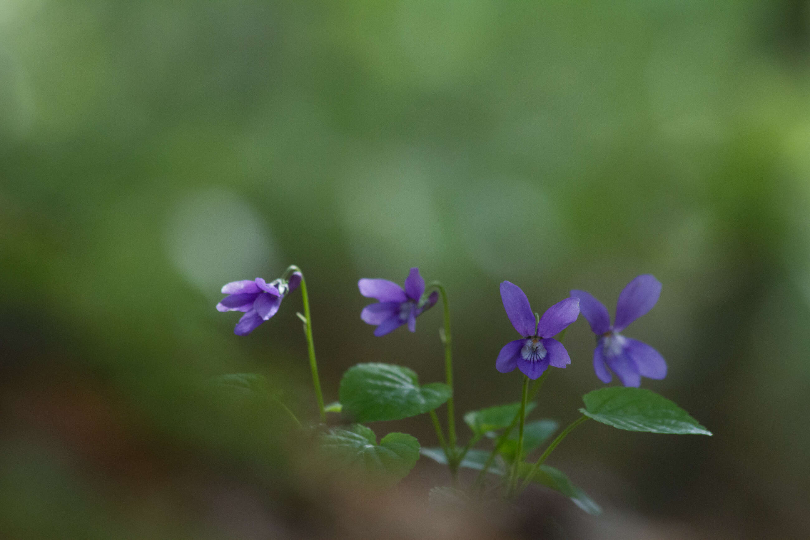 Image of sweet violet