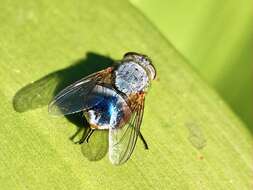 Image of Calliphora dubia (Macquart 1855)