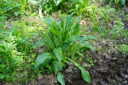 Слика од Cirsium helenioides (L.) Hill