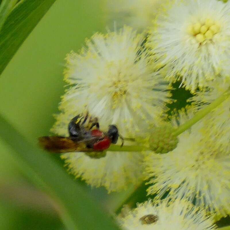 Lasioglossum callomelittinum (Cockerell 1910)的圖片