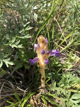 Image of Orobanche coerulescens Stephan