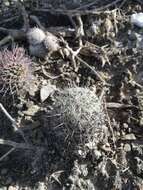 Image of Coryphantha pallida Britton & Rose