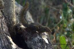 Image of Thomas's rope squirrel
