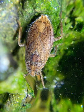 Image of Belostoma bakeri Montandon 1913