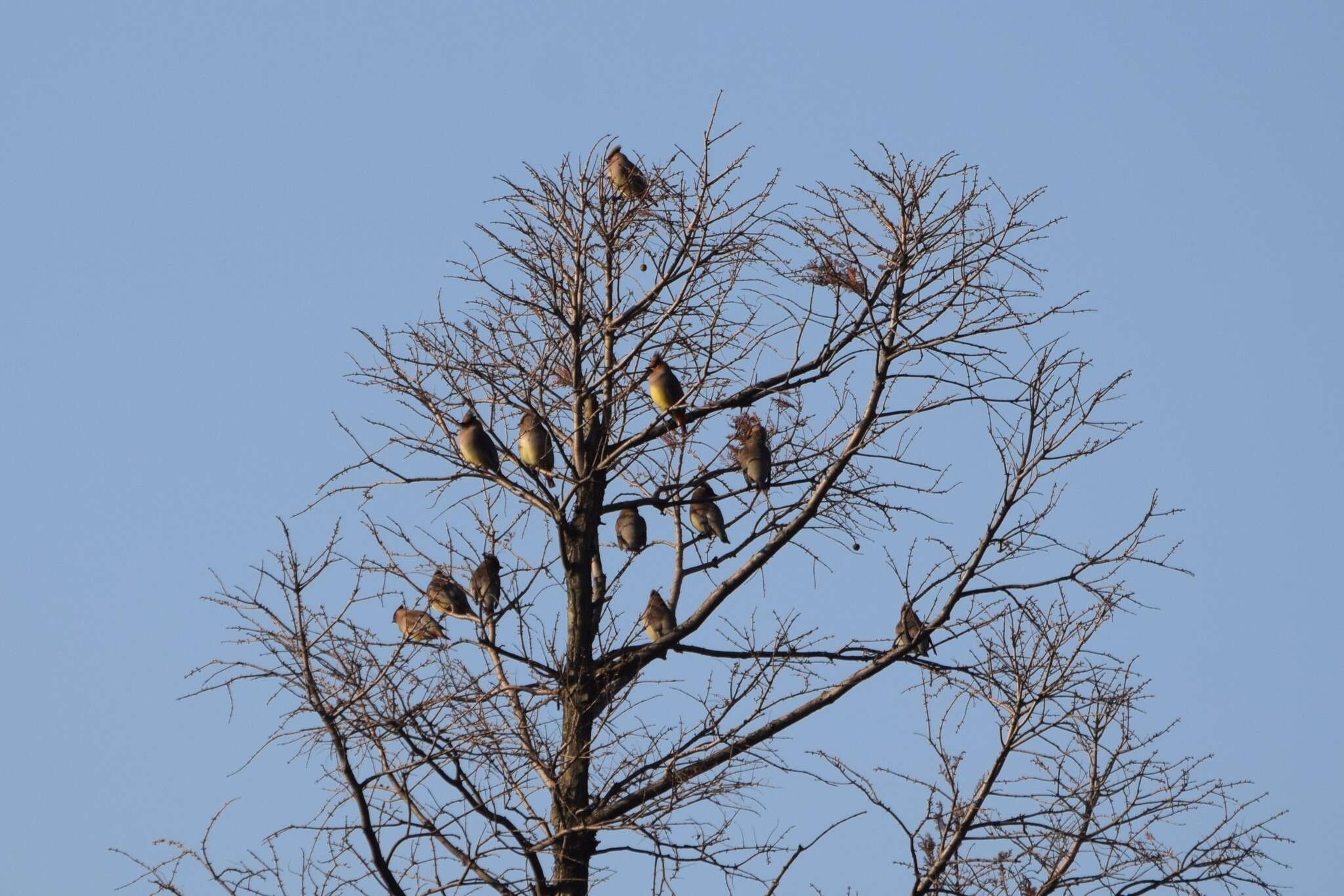 Image of Japanese Waxwing