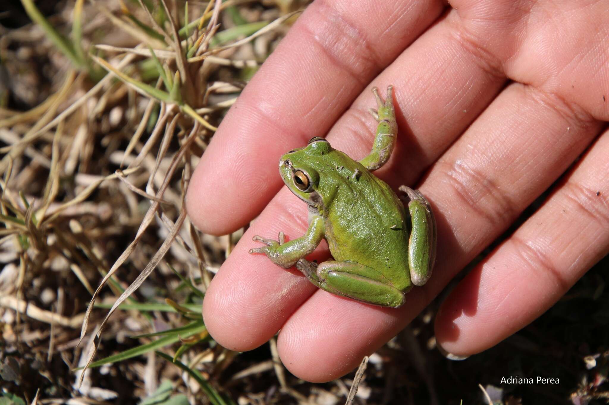 Image of Dendropsophus luddeckei Guarnizo, Escallón, Cannatella & Amézquita 2012