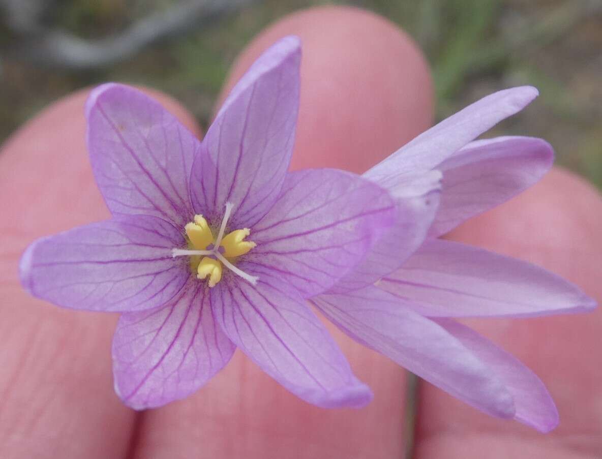 Image of Ixia flexuosa L.