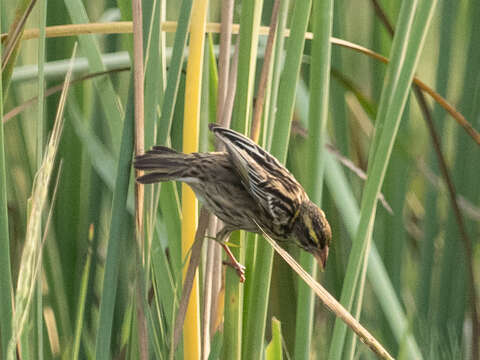 Image of Streaked Weaver