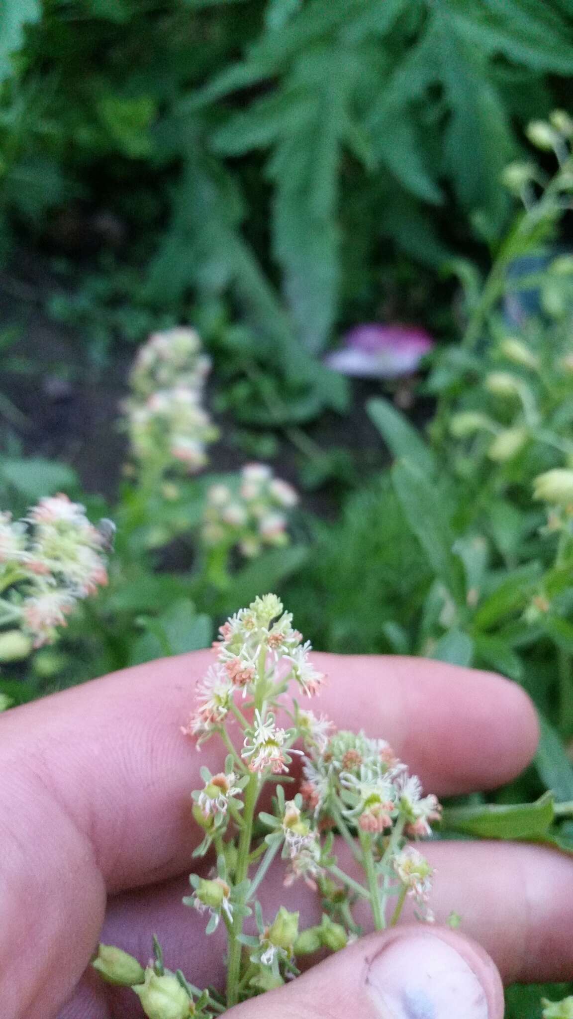 Image of garden mignonette