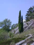 Image of Common Juniper