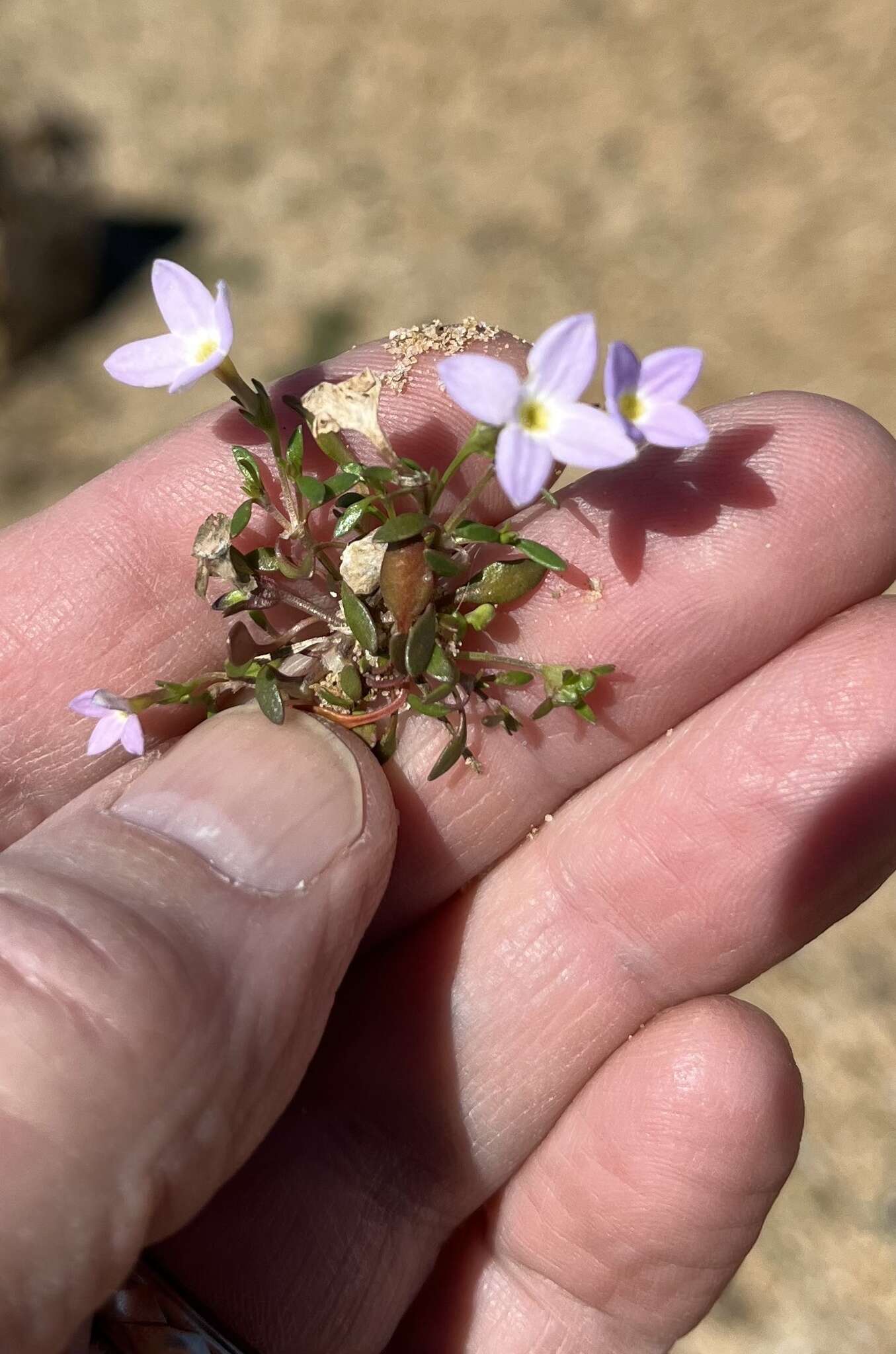 Image of rose bluet