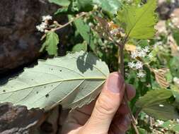 Image of Androcalva fraseri (J. Gay) C. F. Wilkins & Whitlock